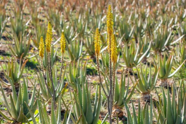 Verwendung der Aloe Vera Pflanze